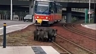 Diviaky v Bratislave nakukujú do divadla a pretekajú sa s električkami. Na vine je vraj klimatická zmena